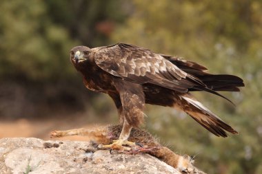 avcılık altın kartal