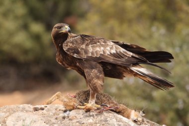 avcılık altın kartal