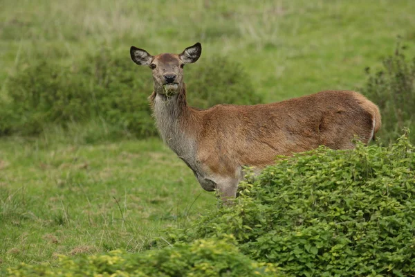 Red deer into the forest — Stock Photo, Image