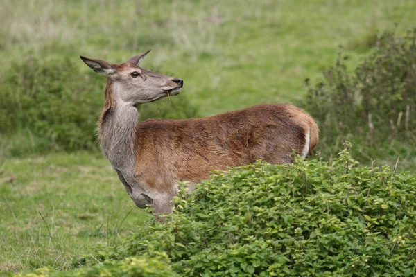 Rode herten in het bos — Stockfoto