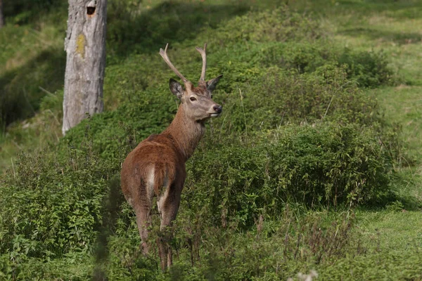 Rode herten in het bos — Stockfoto