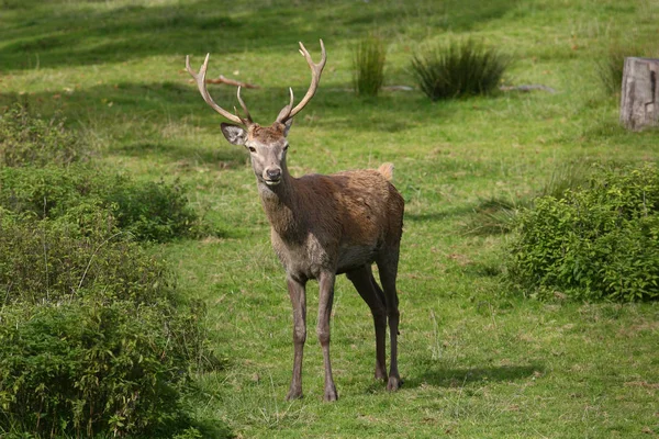 Rode herten in het bos — Stockfoto