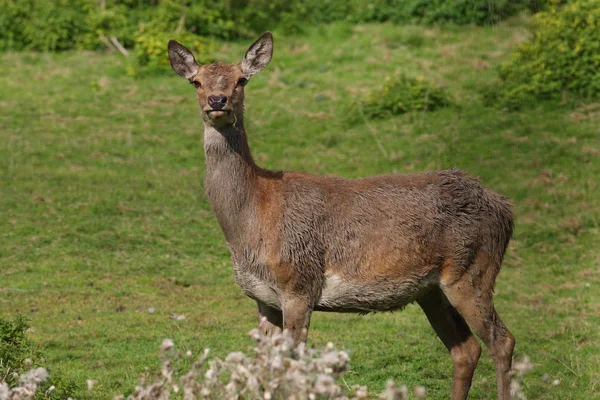 Rode herten in het bos — Stockfoto