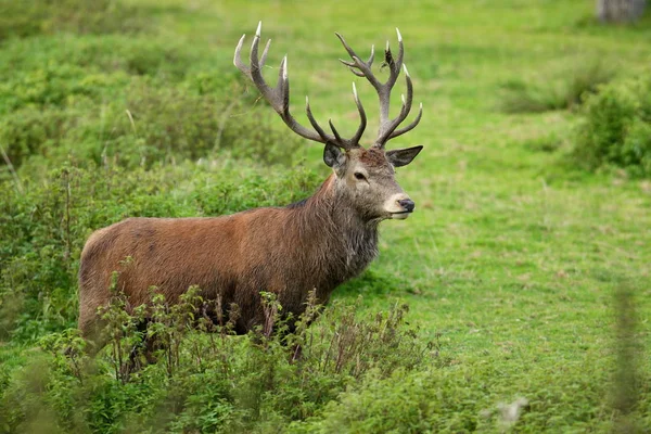 Red deer in i skogen — Stockfoto