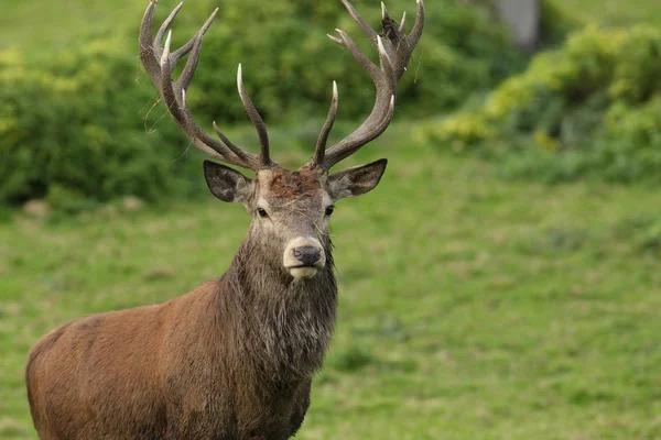 Cerf rouge dans la forêt — Photo