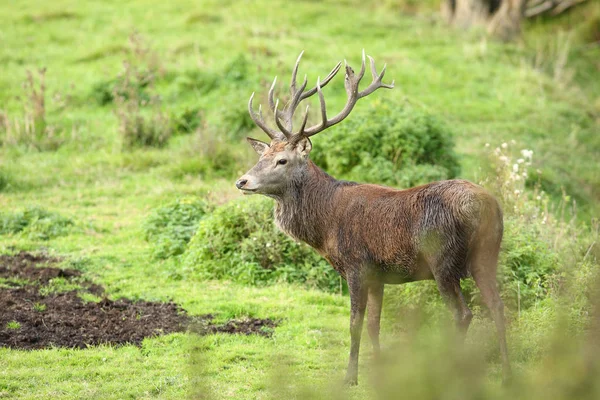 Rode herten in het bos — Stockfoto