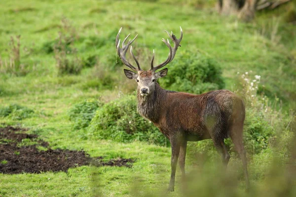 Rode herten in het bos — Stockfoto