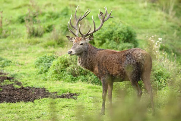 Rode herten in het bos — Stockfoto