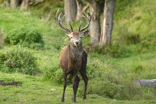 Rode herten in het bos — Stockfoto