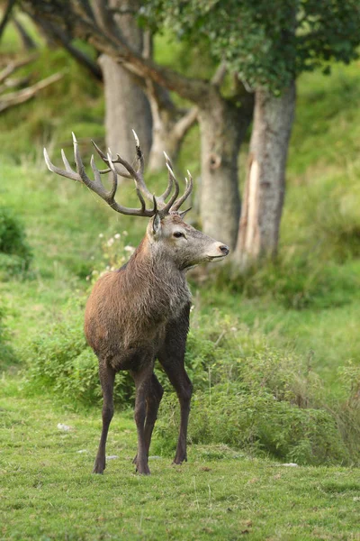Rode herten in het bos — Stockfoto