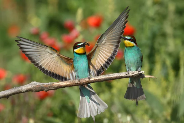 European bee eaters — Stock Photo, Image