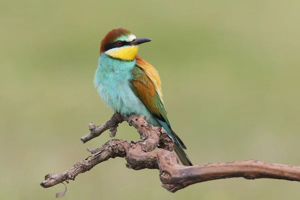 European bee eaters — Stock Photo, Image