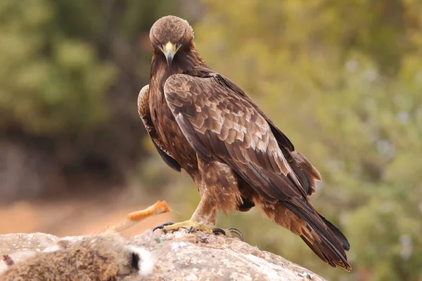 Hunting golden eagle — Stock Photo, Image