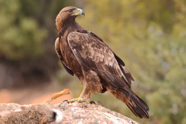 Hunting golden eagle — Stock Photo, Image