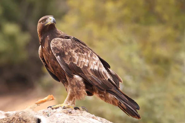 Jakt golden eagle — Stockfoto