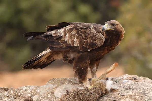Jakt golden eagle — Stockfoto