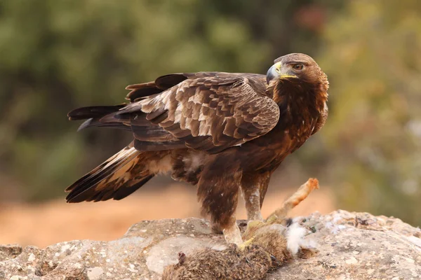 Jakt golden eagle — Stockfoto