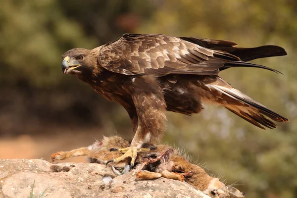 Jakt golden eagle — Stockfoto