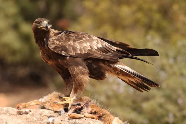 Jakt golden eagle — Stockfoto