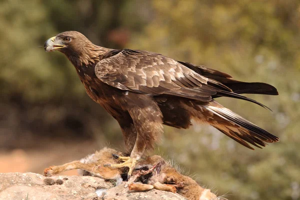 Hunting golden eagle — Stock Photo, Image