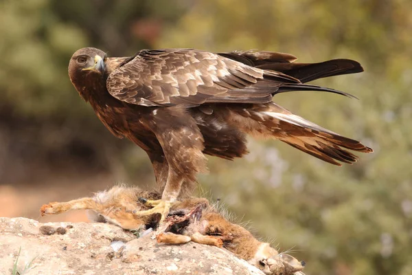 Caccia aquila reale — Foto Stock