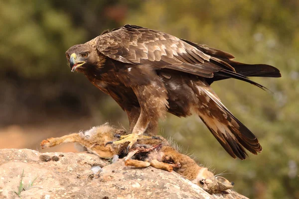 Jakt golden eagle — Stockfoto