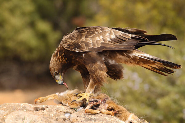 hunting golden eagle