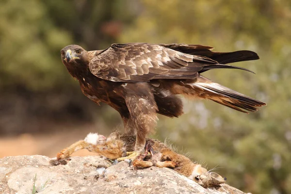 Hunting golden eagle — Stock Photo, Image