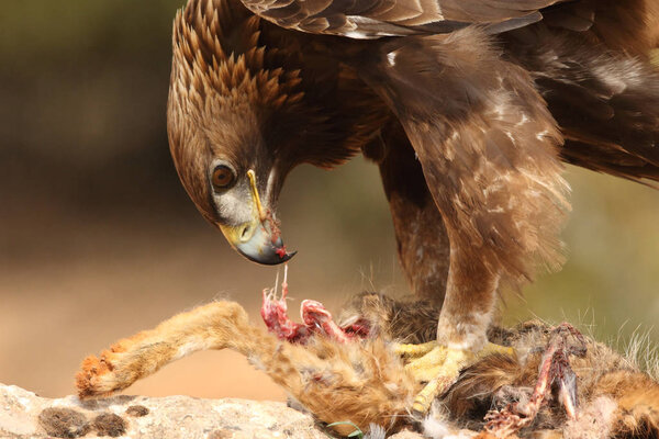 hunting golden eagle