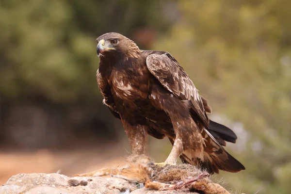 Hunting golden eagle — Stock Photo, Image