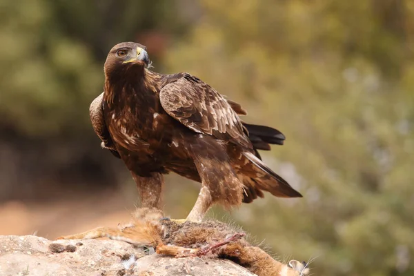 Jagd auf Steinadler — Stockfoto