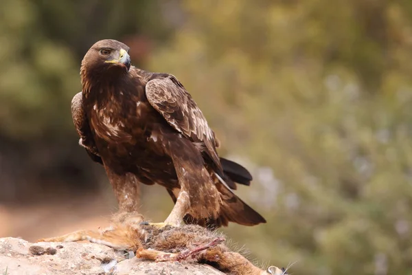 Jakt golden eagle — Stockfoto