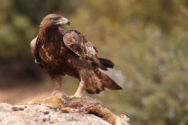 Caccia aquila reale — Foto Stock