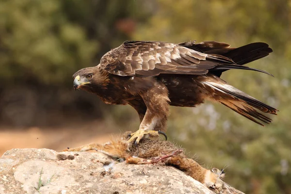 Caça águia dourada — Fotografia de Stock