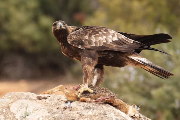 Jakt golden eagle — Stockfoto