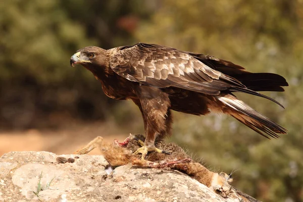 Caza águila real — Foto de Stock