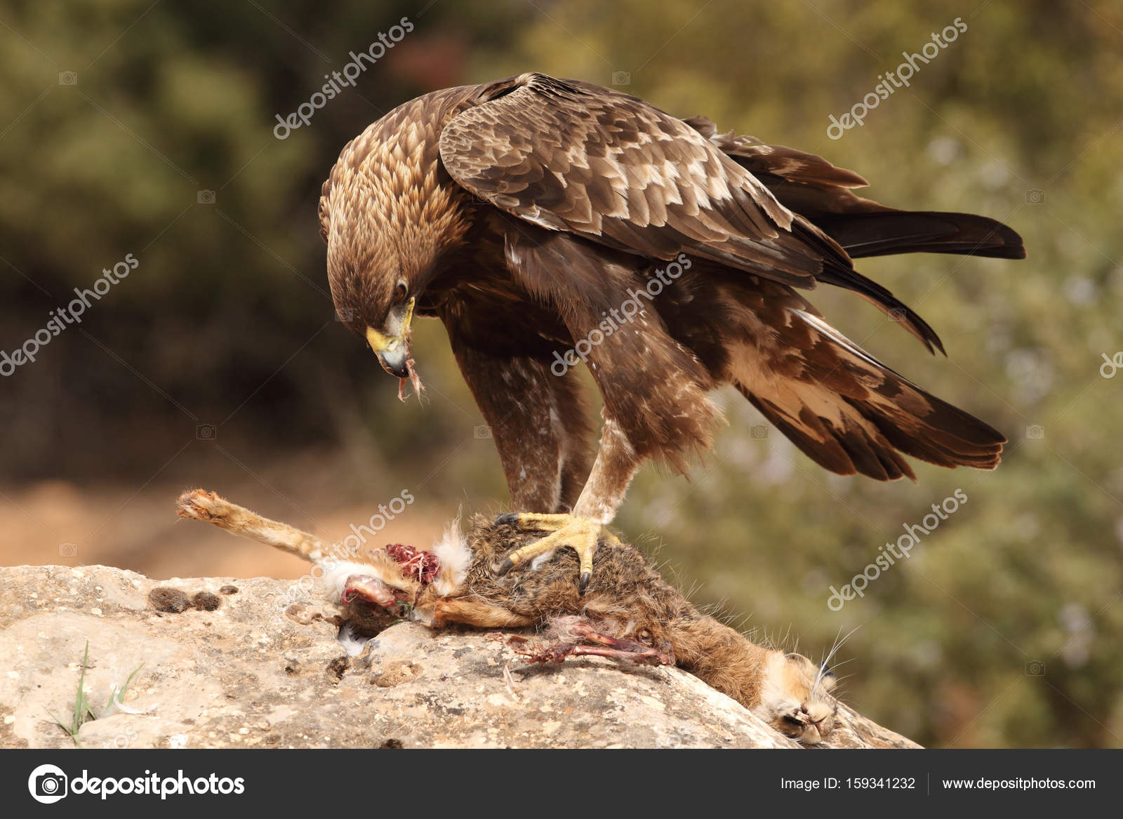 hunting golden eagle — Stock Photo © paolomanzi 159341232