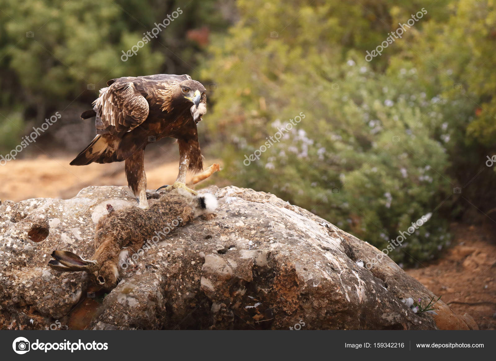 Hunting Golden Eagle Stock Photo Paolo Manzi 159342216