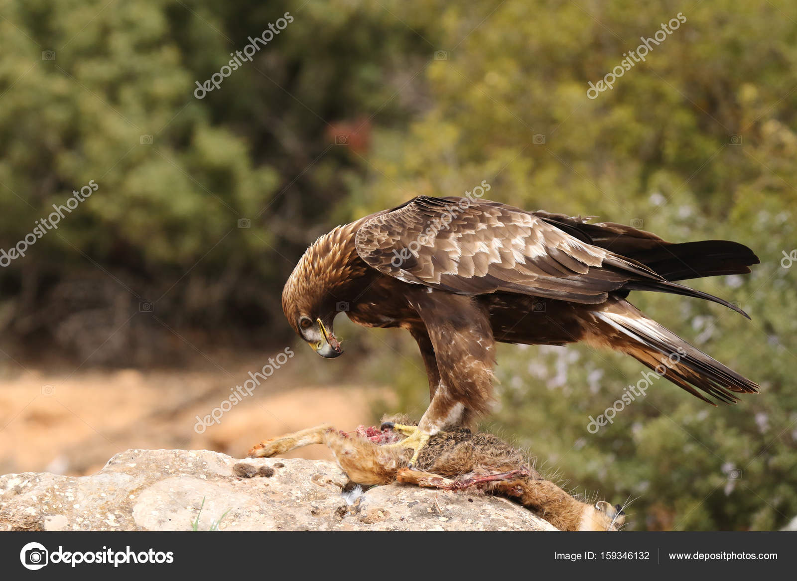 Hunting Golden Eagle Stock Photo Paolo Manzi 159346132