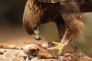 avcılık altın kartal