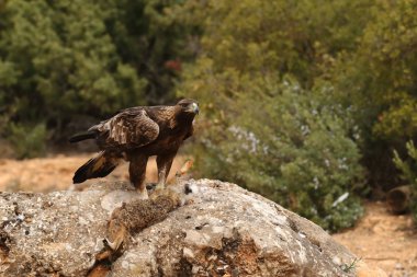 avcılık altın kartal