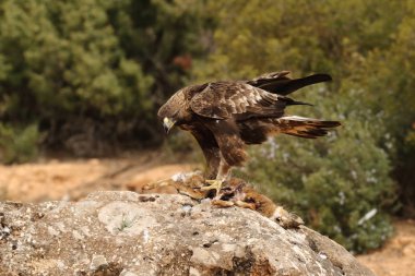 avcılık altın kartal