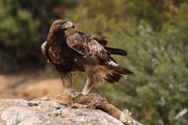 avcılık altın kartal