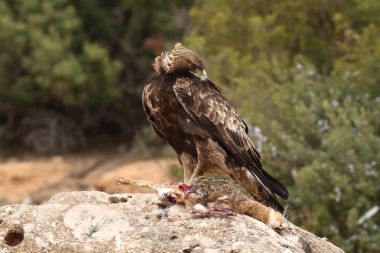 avcılık altın kartal