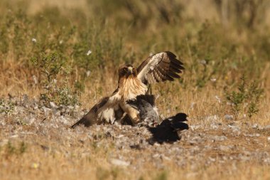 Çizme avcılık kartal