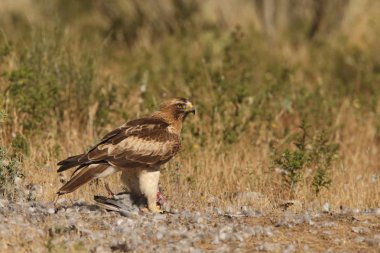 Çizme avcılık kartal
