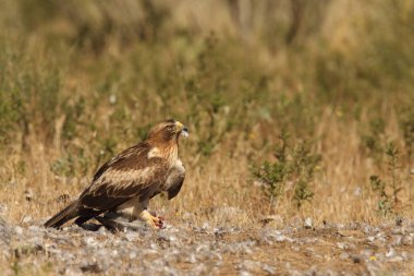 Çizme avcılık kartal