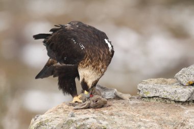 İspanyol Kraliyet kartal