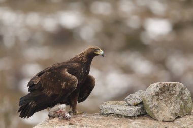 Kışın altın kartal