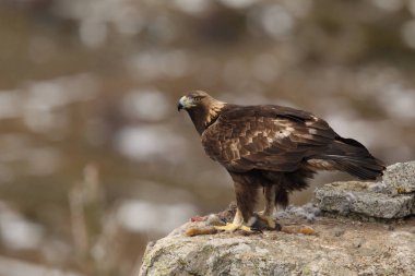 Kışın altın kartal